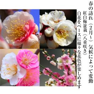 盆栽 梅 咲き分け 思いのまま 樹齢10年 太...の詳細画像3