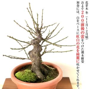 盆栽 梅 咲き分け 思いのまま 樹齢10年 太...の詳細画像5