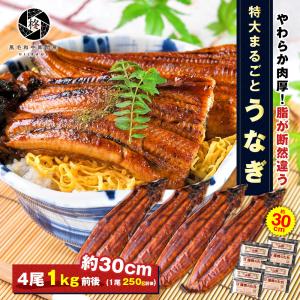 父の日 うなぎ 蒲焼き 4尾 鰻 特大