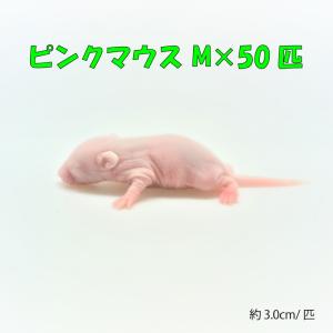 ピンクマウスの商品一覧 通販 Yahoo ショッピング