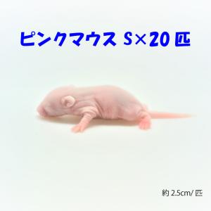 ピンクマウスの商品一覧 通販 Yahoo ショッピング