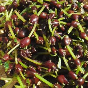 完全予約販売】秋田の天然山菜「ミズ（むきみず・ウワバミソウ）」500g