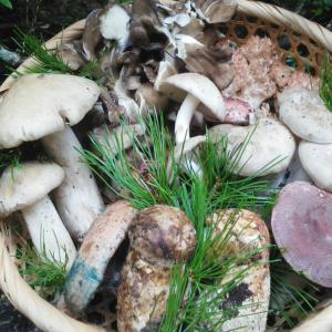 きのこセット ５００ｇ 国産 天然 採りたてを産直