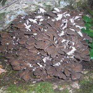 舞茸 １ｋｇ 国産 天然 採りたてを産直 ミシュラン３つ星御用達店