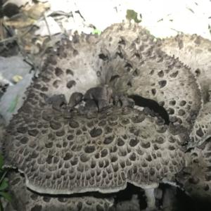 香茸 ３００ｇ 国産 天然 採りたてを産直 ミシュラン３つ星御用達店