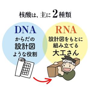 【公式】わかさのDNA核酸 わかさ生活 1袋6...の詳細画像2
