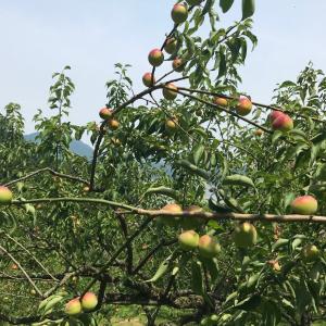 梅干し 無農薬 訳あり 中粒 塩分16% 福井...の詳細画像2