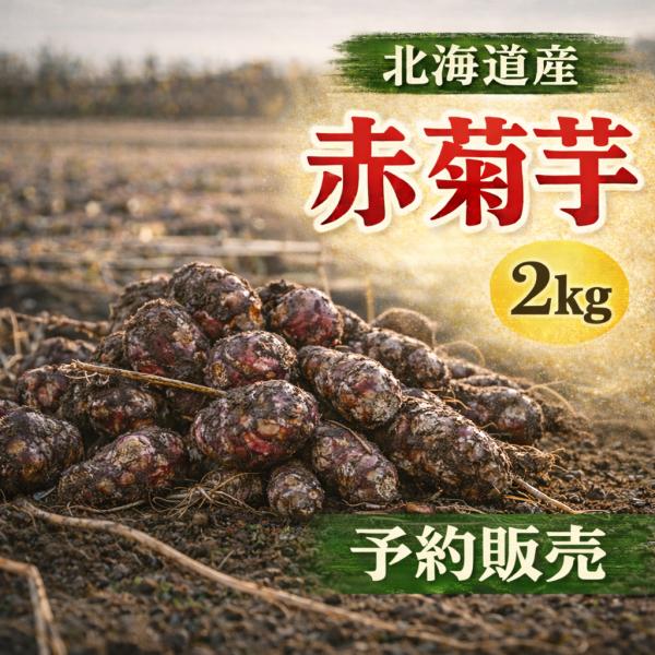【即納】WAKASUGI厳選 生菊芋 2kg 北海道産または岐阜県産 イヌリン豊富 栄養満点 菊芋茶...