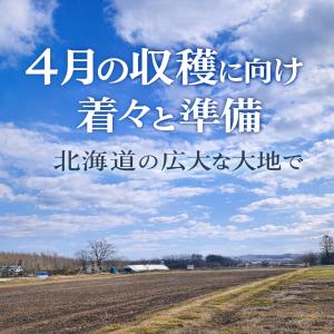 菊芋 完売御礼11月入荷予定 北海道産 赤菊芋...の詳細画像2