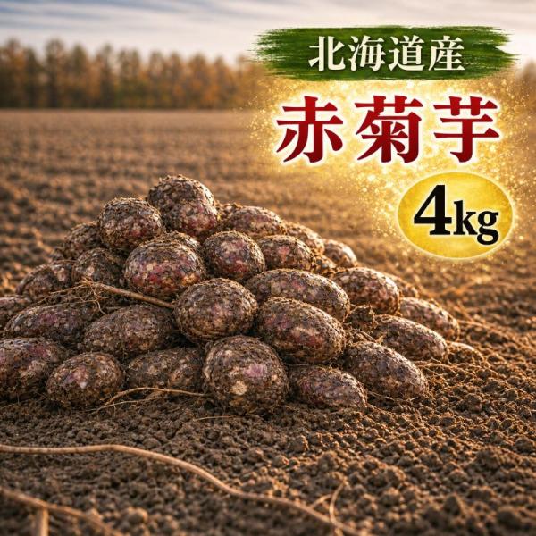 菊芋 予約販売 11月入荷 北海道産 赤菊芋（紫菊芋系統）生菊芋 4kg 土付き 不揃い 菊芋 きく...