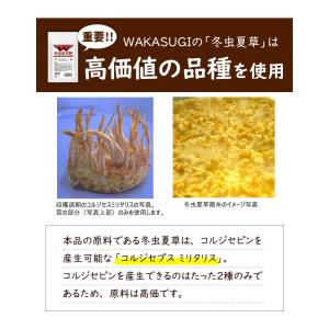 W冬虫夏草粒 120粒 1日4粒で約1か月分 ...の詳細画像4