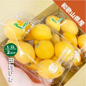 和歌山県産 びわ約500g（約250g×２パック）和歌山 田村 ビワ 送料無料 枇杷｜和歌山卸売市場どっとこむ