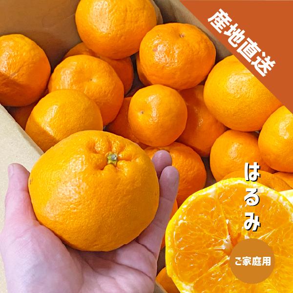 はるみ ご家庭用 約5kg 和歌山 はるみみかん ギフト 自宅用 訳あり 柑橘