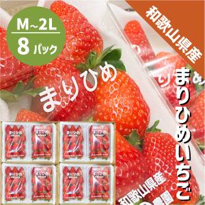 まりひめ いちご(箱込み約700g×2) 特大 本日発送 苺 イチゴ いちごまりひめ【2027年出荷分】 約500g ( 250g × 2パック ) お試し