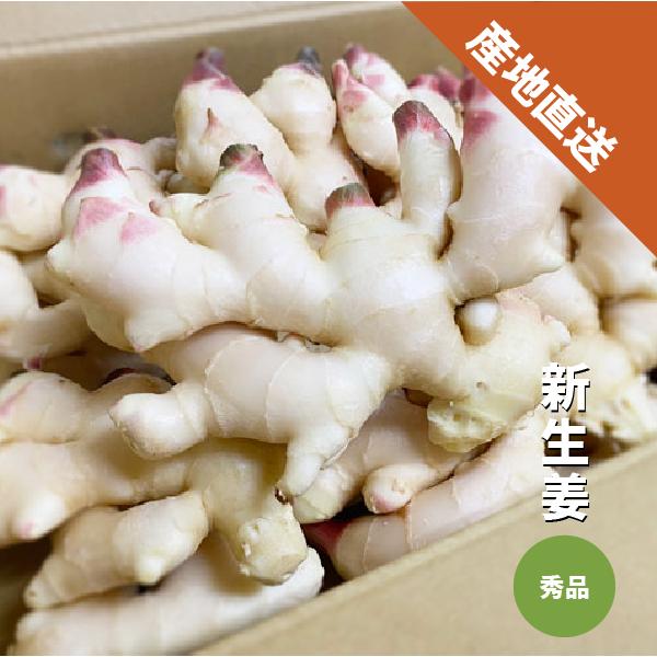 新生姜 ２kg 秀品 M〜Lサイズ 和歌山 特産 甘酢 生姜 漬物 しょうが 新ショウガ 送料無料