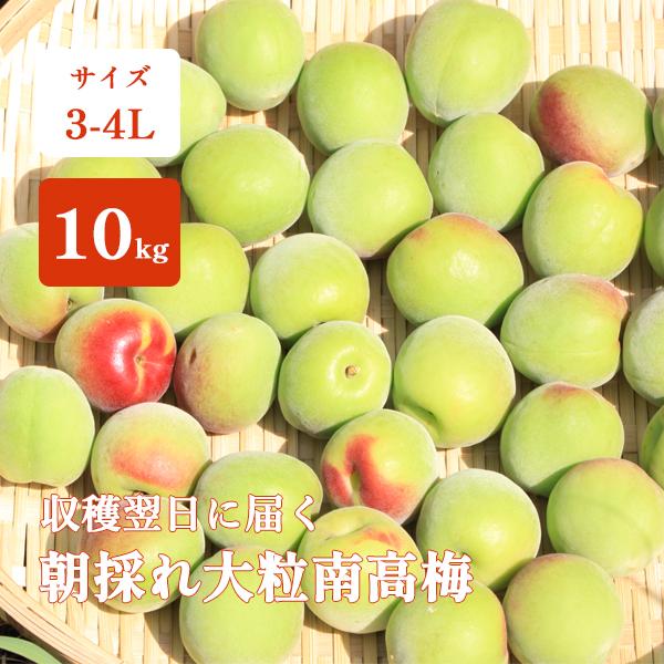 青梅 南高梅 10kg 大粒 3-4Lサイズ 秀品 直送 梅干し 梅酒 梅シロップ 紀州 和歌山 朝...