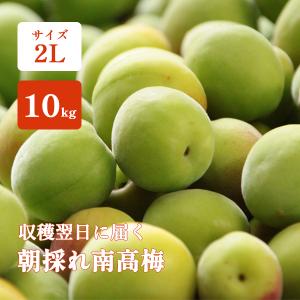 青梅 南高梅 10kg 2Lサイズ 秀品 直送 梅干し 梅酒 梅シロップ 紀州 和歌山 朝採れ南高梅 送料無料