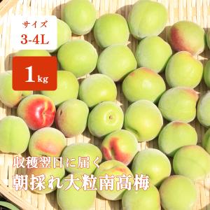 青梅 南高梅 1kg 大粒 3-4Lサイズ 優品 直送 梅干し 梅酒 梅シロップ 紀州 和歌山 朝採れ大粒南高梅