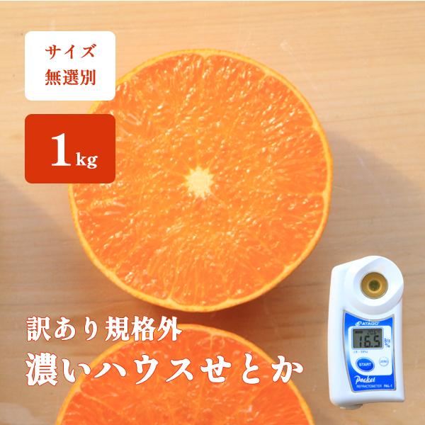 訳あり 濃いハウスせとか みかん 高糖度 甘い 1kg お試し ハウス栽培 サイズ無選別 和歌山 箱...