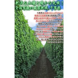 大和芋 やまといも 千葉県産 約2kg 5〜1...の詳細画像2