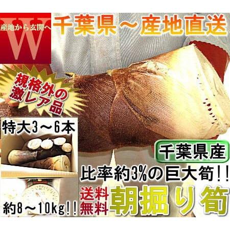産地直送 孟宗筍 もうそうだけ 筍 生たけのこ 特大サイズ！ 約8〜10kg 3〜6本 千葉県産 栽...