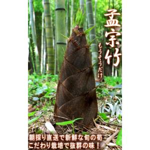 産地直送 孟宗筍 もうそうだけ 生たけのこ 約...の詳細画像1