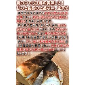 産地直送 孟宗筍 もうそうだけ 生たけのこ 約...の詳細画像3