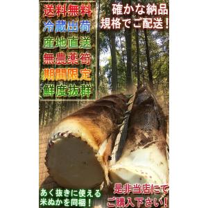産地直送 孟宗筍 もうそうだけ 生たけのこ 約...の詳細画像4