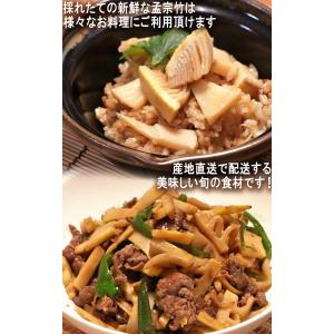 産地直送 孟宗筍 もうそうだけ 生たけのこ 約...の詳細画像5