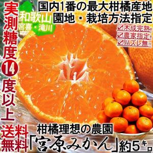 樹成り完熟 有田みかん 約5kg 和歌山県産 秀品 農園指定 宮喜園または滝川園 贈答可能 実測糖度14度超の濃厚な味！有田地域の個人農家が手掛けた抜群の美味しさ