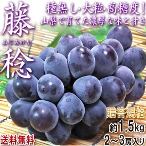 藤稔 ぶどう ふじみのり 約1.5kg 2〜3房 山梨県産 贈答規格 JA共撰品 非常に大きな粒に濃厚な甘さ！ギフト最適な種無し葡萄