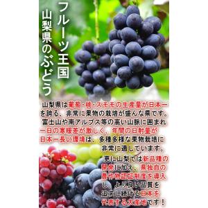 藤稔 ぶどう ふじみのり 約1.5kg 2〜3...の詳細画像2