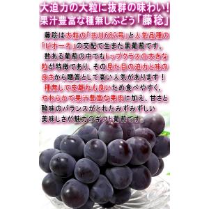 藤稔 ぶどう ふじみのり 約1.5kg 2〜3...の詳細画像3