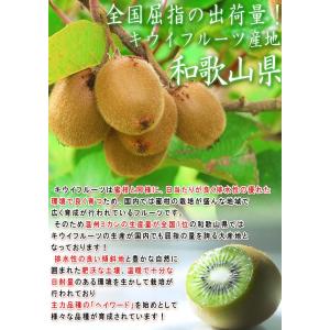 キウイフルーツ 小玉 約5kg Sサイズ中心 ...の詳細画像2