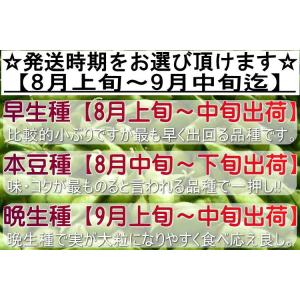 産地直送 だだちゃ豆 えだまめ 約1kg 山形...の詳細画像3