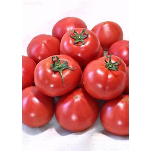 ももりこトマト S特選 約1kg 15〜24玉...の詳細画像1