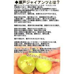 瀬戸ジャイアンツ 白ぶどう 約1kg 2〜3房...の詳細画像2