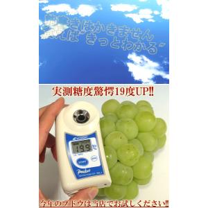 瀬戸ジャイアンツ 白ぶどう 約1kg 2〜3房...の詳細画像5