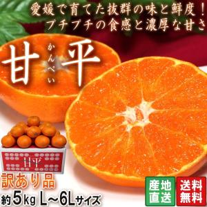 ●産地直送 みかん かんぺい 約5kg L〜6Lサイズ 愛媛県産 訳あり 甘平 露地栽培 産地箱入り 愛媛オリジナルの新品種！大玉中心・家庭用規格