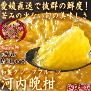 産地直送 河内晩柑 約7.5kg M〜3Lサイズ 愛媛県産 訳あり品 苦みの少ない和製グレープフルーツ みかんの本場で育てた抜群の味と鮮度