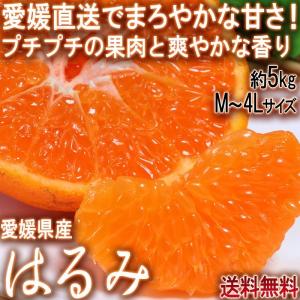 産地直送 みかん はるみ 約5kg M〜4Lサイズ 愛媛県産 訳あり 家庭用規格 プチプチの食感と食べ易さ 爽やかな甘さと風味のタンゴール