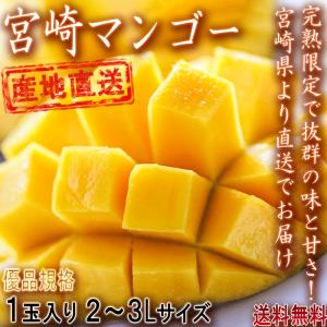 産地直送 宮崎マンゴー 樹上完熟 1玉 2〜3Lサイズ 優品規格 宮崎県産 とろける食感と濃厚な甘さ！直送で抜群の味と鮮度のギフト果物