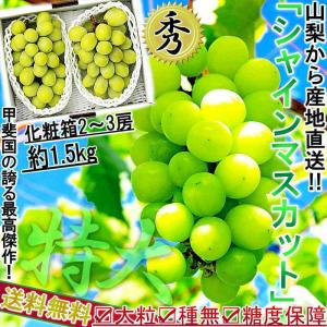 産地直送 シャインマスカット ぶどう 山梨県産 2〜3房 約1.5kg 種なし葡萄  特大房 秀品 化粧箱入り 贈答品 TVでも話題  最高級の大粒ブドウ