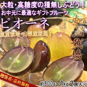 温室ピオーネ 種無し葡萄 約800g〜1kg 2房 贈答規格 山梨県産 ギフト最適な本場の高糖度ブドウ！濃厚な味と爽やかな風味 ぶどう