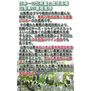温室ピオーネ 種無し葡萄 約800g〜1kg ...の詳細画像2