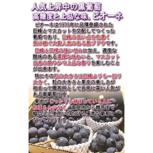 温室ピオーネ 種無し葡萄 約800g〜1kg ...の詳細画像3