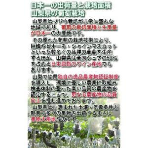 ピオーネ 山梨県・長野県・岡山県産 大粒限定 ...の詳細画像2