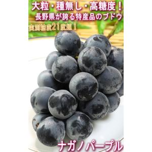 ナガノパープル 種無し葡萄 約1.5kg 2〜...の詳細画像1