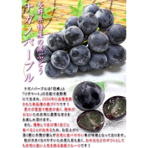 ナガノパープル 種無し葡萄 約1.5kg 2〜...の詳細画像2