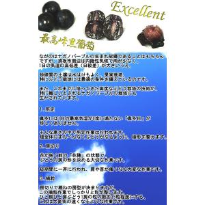 ナガノパープル 種無し葡萄 約1.5kg 2〜...の詳細画像3